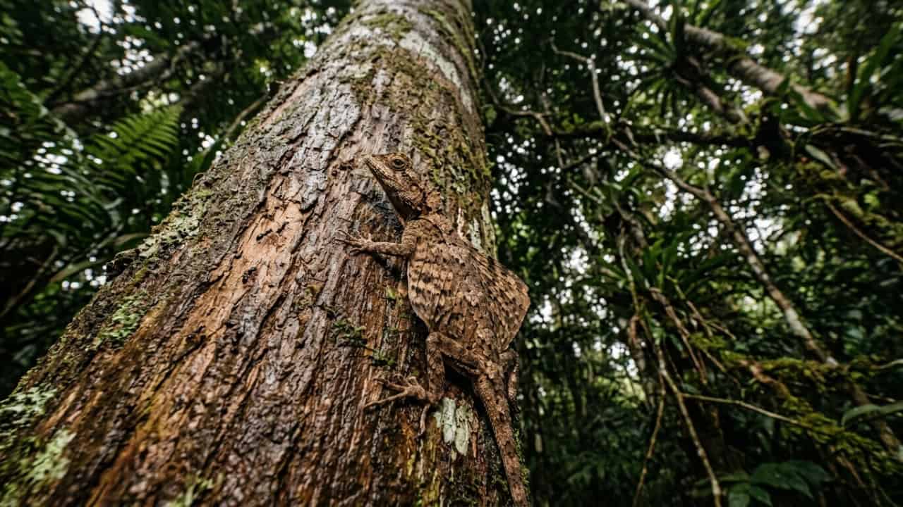 Lagarto conhecido como dragão voador usa costelas estendidas como “asas” para planar entre árvores