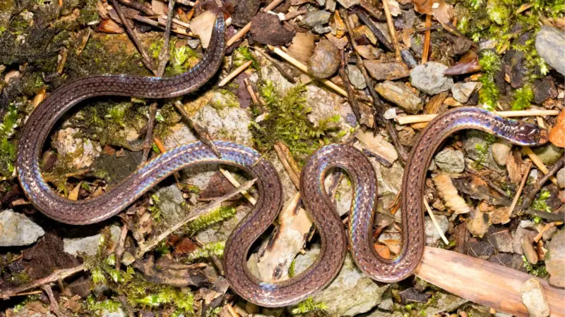 Cobra descoberta na China usa cauda que imita cabeça para confundir predadores