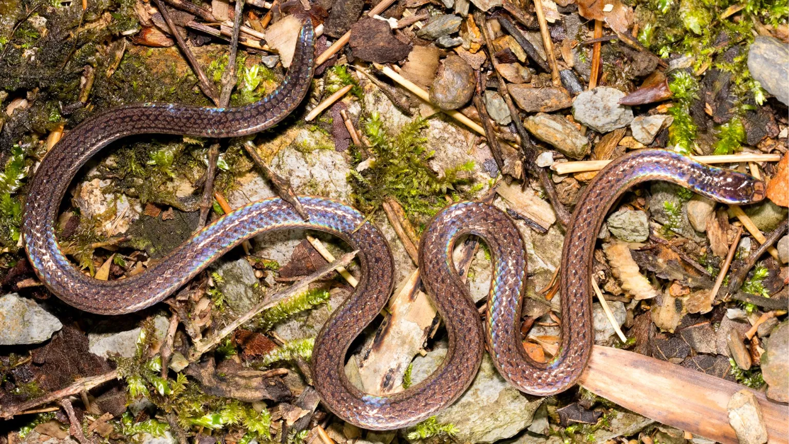 Cobra descoberta na China usa cauda que imita cabeça para confundir predadores