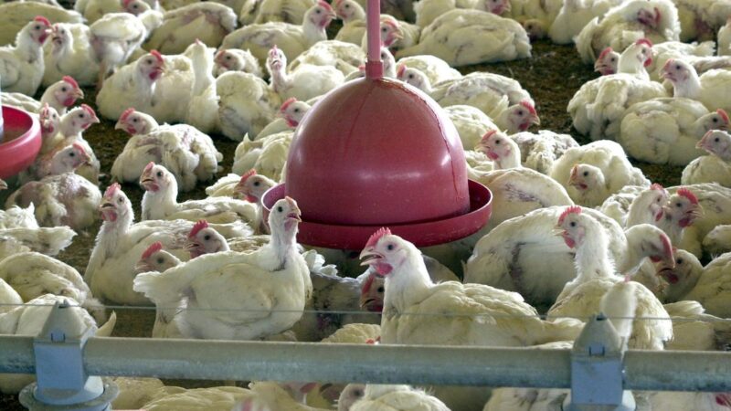 Exportação de frango registra recorde para abril e receita ultrapassa US$ 940,5 milhões