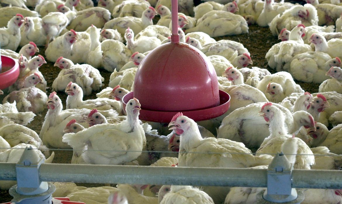 Exportação de frango registra recorde para abril e receita ultrapassa US$ 940,5 milhões