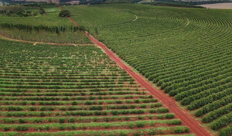 Descubra juros altos e crédito restrito derrubam receita da indústria de fertilizantes especiais