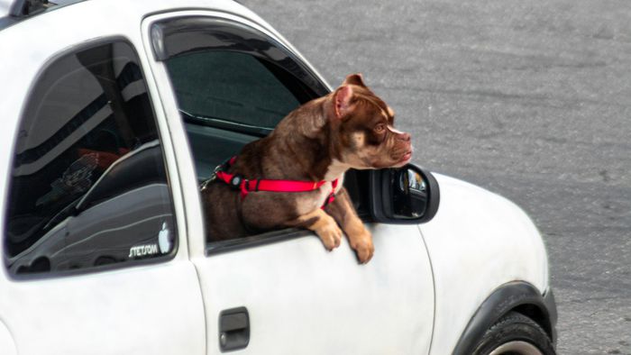 Transportar cachorro solto no carro pode gerar multa e pontos na CNH