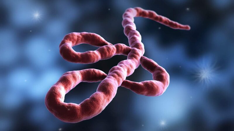 OMS classifica risco de surto de Ebola no Congo como “muito alto” em nível nacional