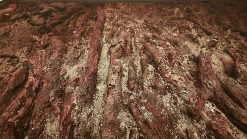 Estrutura de madeira de 5 mil anos é identificada sob ilha artificial na Escócia