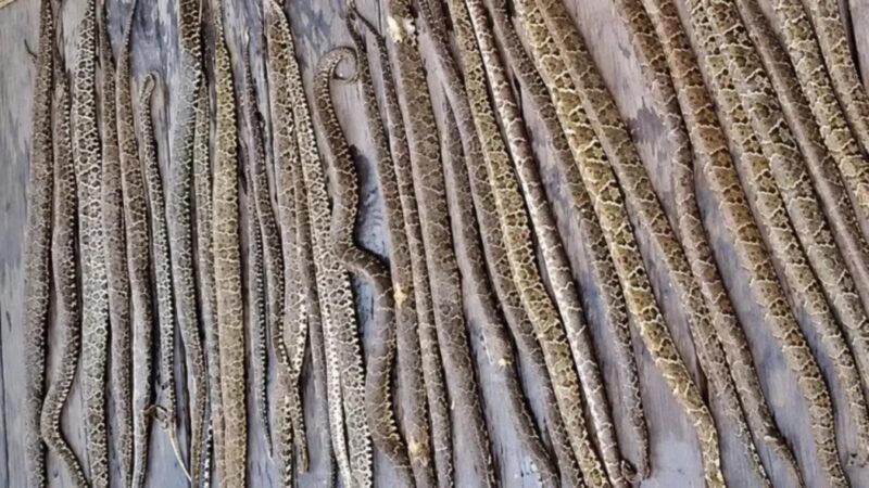 Homem encontra 36 jararacas em barracão de fazenda, mata todas e caso gera polêmica nas redes