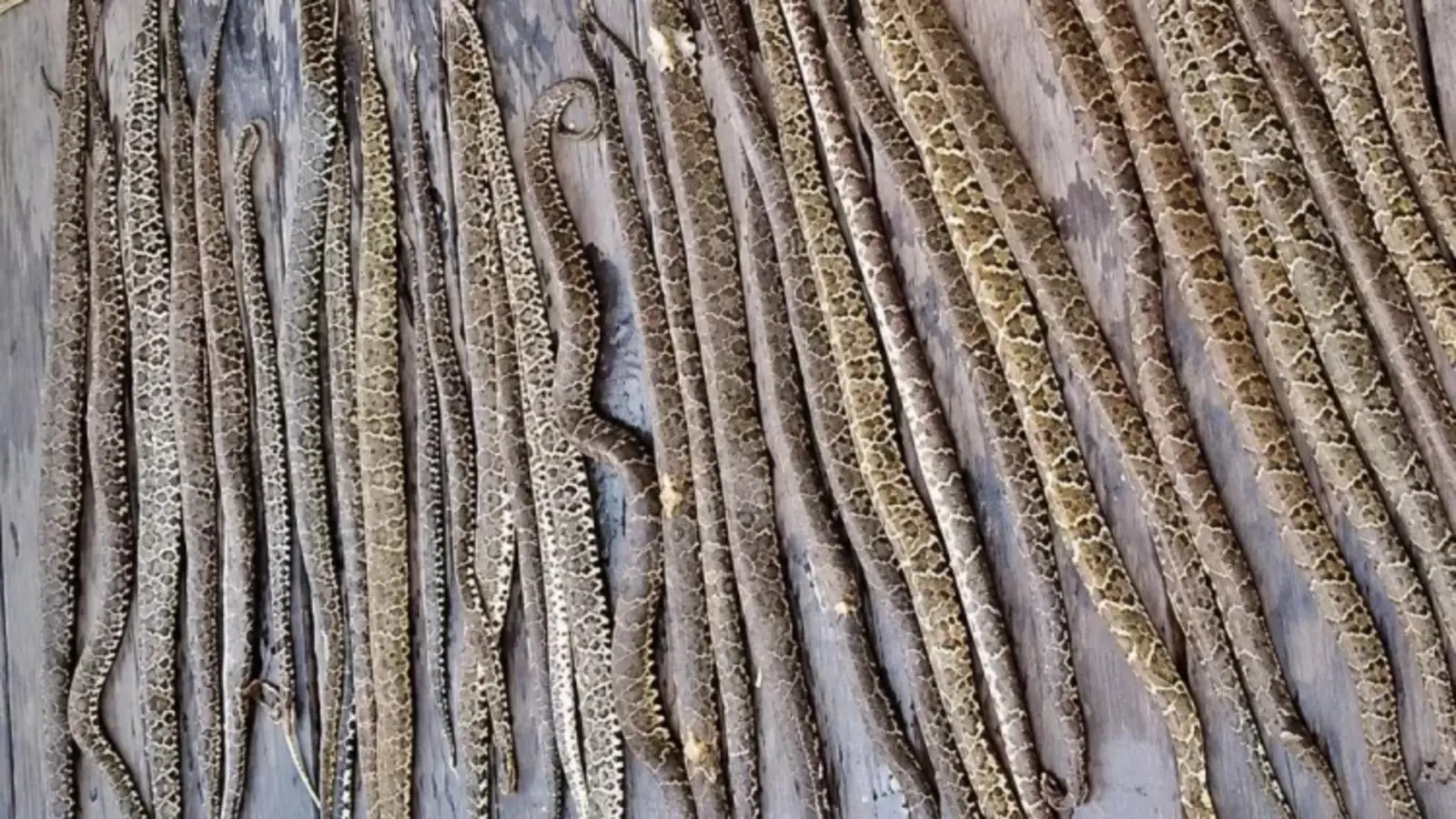 Homem encontra 36 jararacas em barracão de fazenda, mata todas e caso gera polêmica nas redes