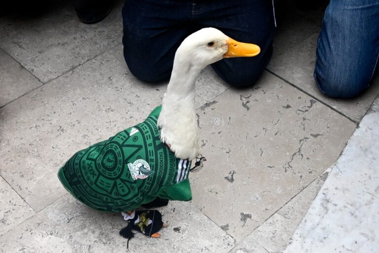Claudia Sheinbaum recebe Merlín, pato que virou mascote não oficial do México para a Copa de 2026