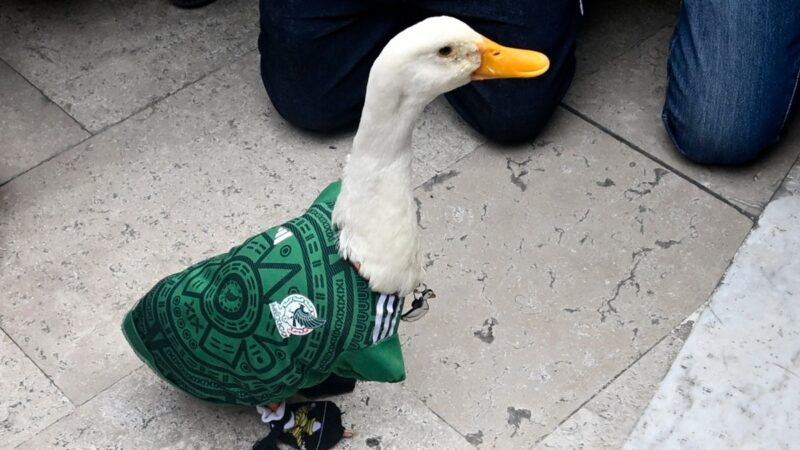 Claudia Sheinbaum recebe Merlín, pato que virou mascote não oficial do México para a Copa de 2026