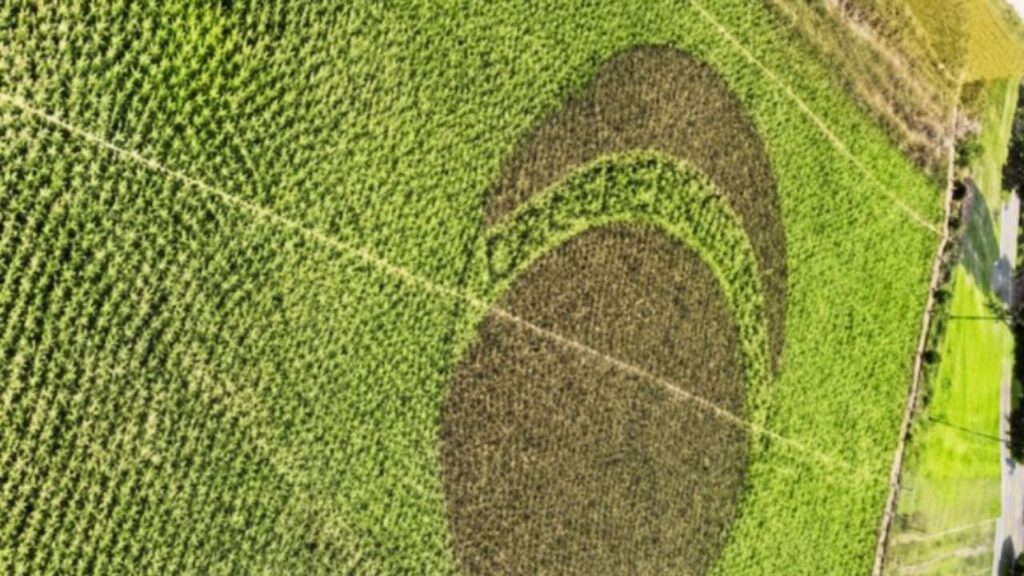 18/06/2026 — Agricultor de Brumadinho transforma plantação de alface em bandeira do Brasil em homenagem ao neto e à Seleção