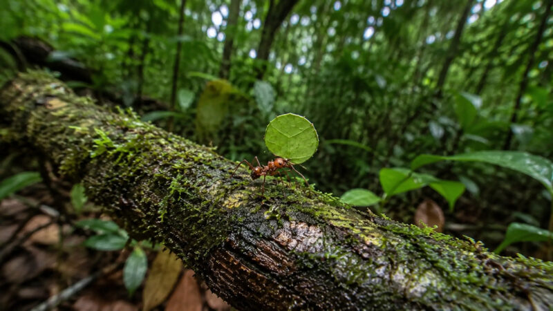 Formiga-da-amazônia mantém fazendas subterrâneas e cultiva fungos protegidos por bactérias