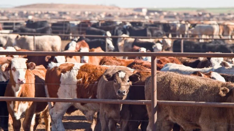 Conheça trump pode taxar etanol e têxteis, mas não toca na carne bovina. quer saber por quê?