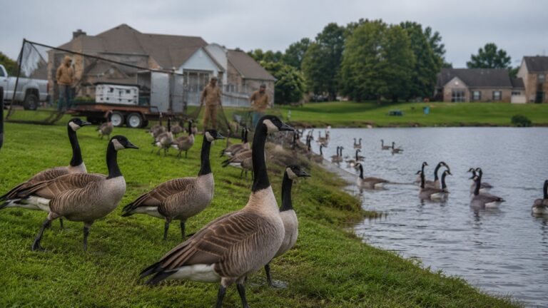 Associação aprova captura e abate de 226 gansos em lago comunitário de Madison; moradores protestam e lançam petição