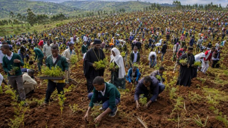 Etiópia mobiliza estudantes, servidores e comunidades religiosas e planta 350 milhões de árvores em 12 horas; mira 50 bilhões de mudas em 2026
