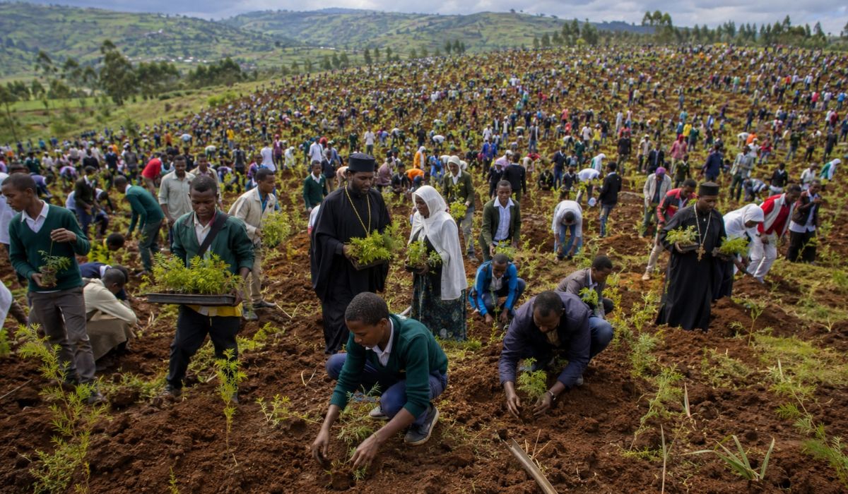 Etiópia mobiliza estudantes, servidores e comunidades religiosas e planta 350 milhões de árvores em 12 horas; mira 50 bilhões de mudas em 2026