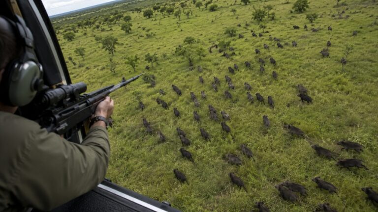 Mais de 500 mil javalis abatidos em 8 meses; setor estima 1,25 milhão e alerta para danos a lavouras e rebanhos