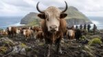 Saiba mais sobre fazendeiro deixou 5 cabeças de gado em uma ilha e ‘mágica’ aconteceu: rebanho virou 2.000 animais em 130 anos, sobreviveu isolado em território vulcânico de 55 km² e desen…