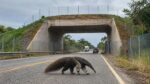 Rodovia conhecida por atropelamentos no Pantanal receberá obra de R$ 30 milhões com cercas, passagens para animais e monitoramento