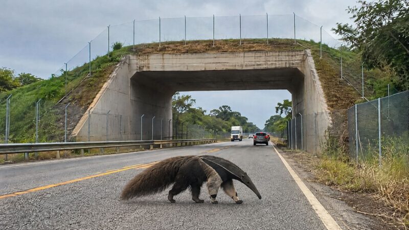 Rodovia conhecida por atropelamentos no Pantanal receberá obra de R$ 30 milhões com cercas, passagens para animais e monitoramento