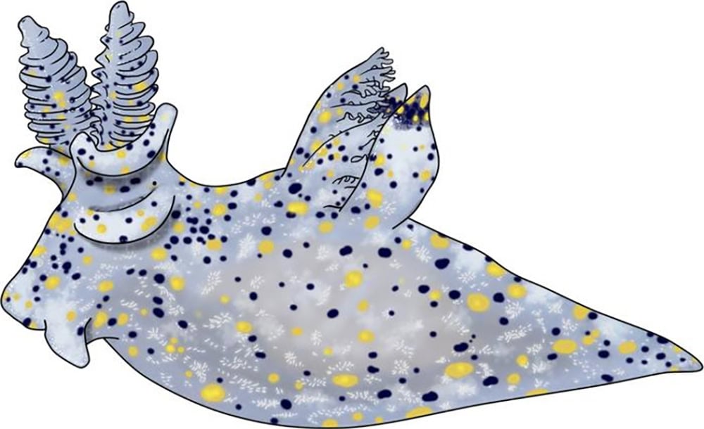 Conheça animal do tamanho de uma semente de gergelim é descoberto em taiwan