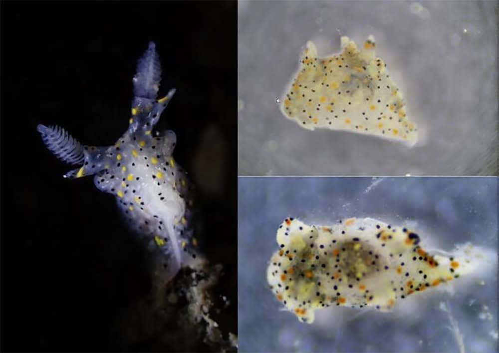 Conheça animal do tamanho de uma semente de gergelim é descoberto em taiwan