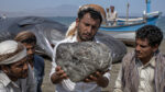 Conheça pescadores encontram dentro de uma baleia no iêmen substância rara de 127 kg, vendem o “vômito de baleia” por us$ 1,5 milhão e ficam milionários com achado no golfo de aden