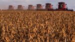 Conheça forbes mulher agro: bionematicidas estão redefinindo a produtividade no agronegócio brasileiro