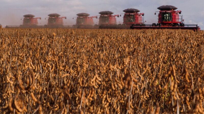 Conheça forbes mulher agro: bionematicidas estão redefinindo a produtividade no agronegócio brasileiro