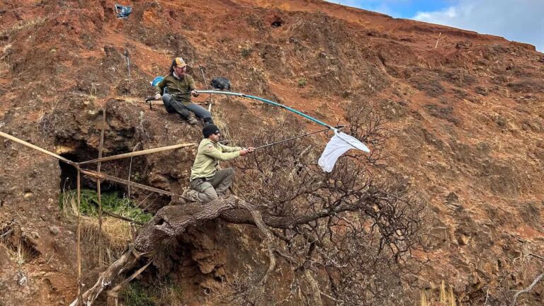Cientistas salvam sementes da Dendroseris neriifolia, árvore mais rara do mundo