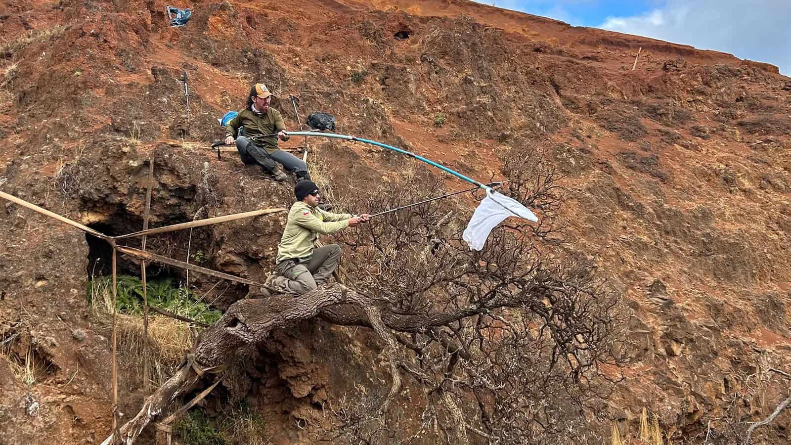 Cientistas salvam sementes da Dendroseris neriifolia, árvore mais rara do mundo