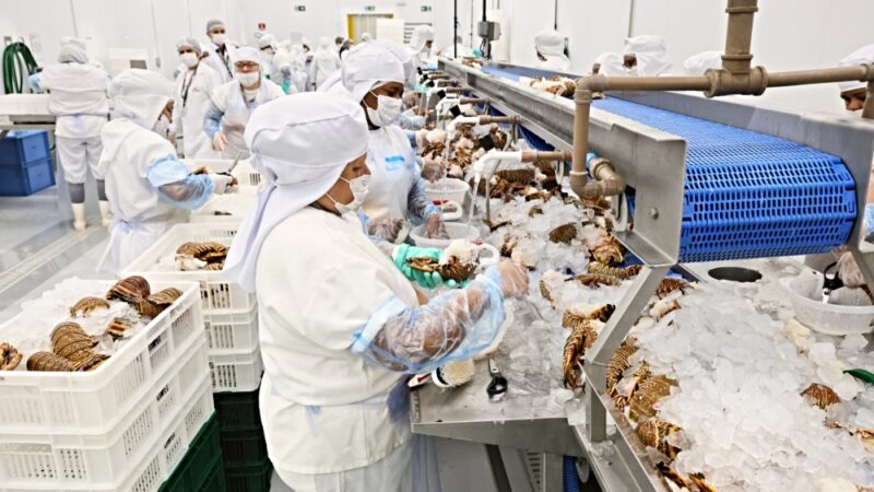 Veja como ceará transforma tradição pesqueira em ativo global e lidera exportações no país