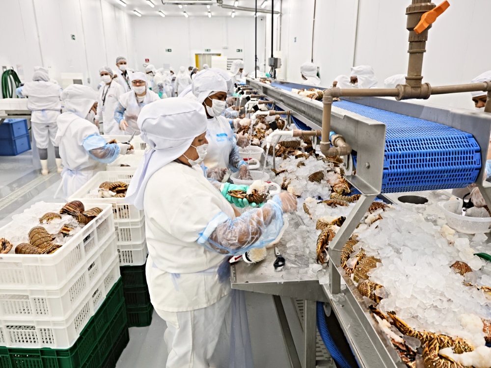 Veja como ceará transforma tradição pesqueira em ativo global e lidera exportações no país