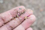 Microplásticos são encontrados em fezes de ouriços e em rações para pets no Reino Unido