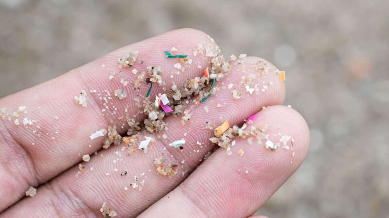Microplásticos são encontrados em fezes de ouriços e em rações para pets no Reino Unido