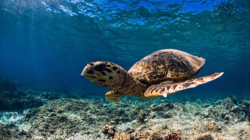 União Europeia usa IA e satélites para monitorar e proteger os oceanos