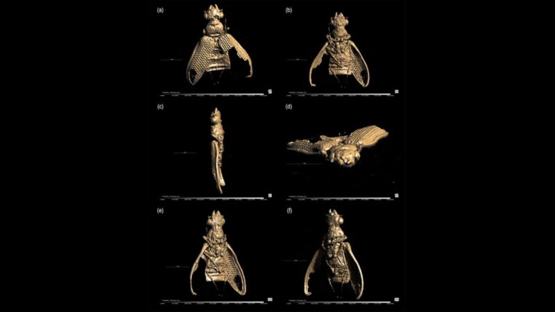 Tecnologia 3D revela nova família de besouros de 113 milhões de anos no Ceará