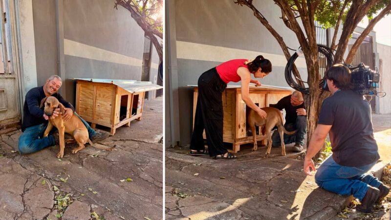 Caminhoneiro sem experiência vira marceneiro voluntário e já construiu 1,7 mil casinhas para cães e gatos no interior de SP