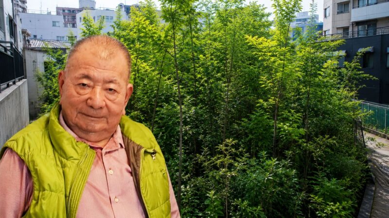 Método Miyawaki promete florestas nativas em espaços pequenos, mas estudo de 2025 levanta dúvidas sobre velocidade de crescimento