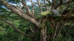Aventureiro escala figueira gigante de mais de 20 metros na Costa Rica e passa a noite em barraca na copa