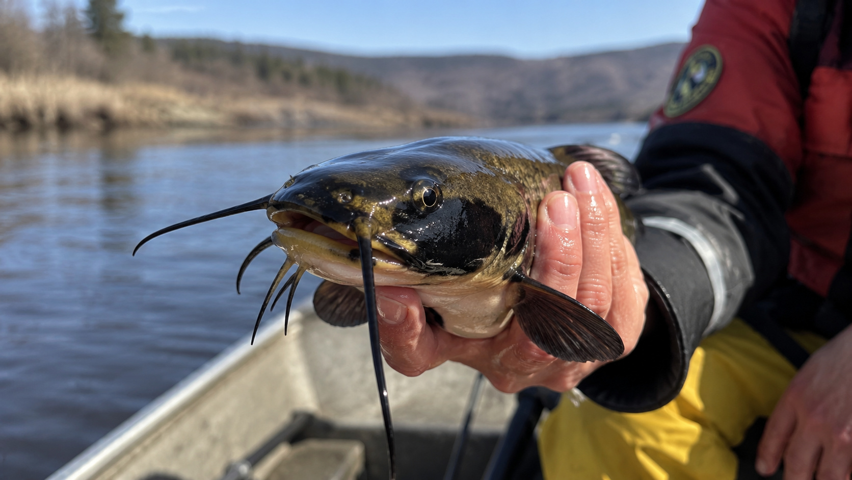 Câncer transmite-se entre peixes e atravessa lago de 48 km entre EUA e Canadá, diz estudo