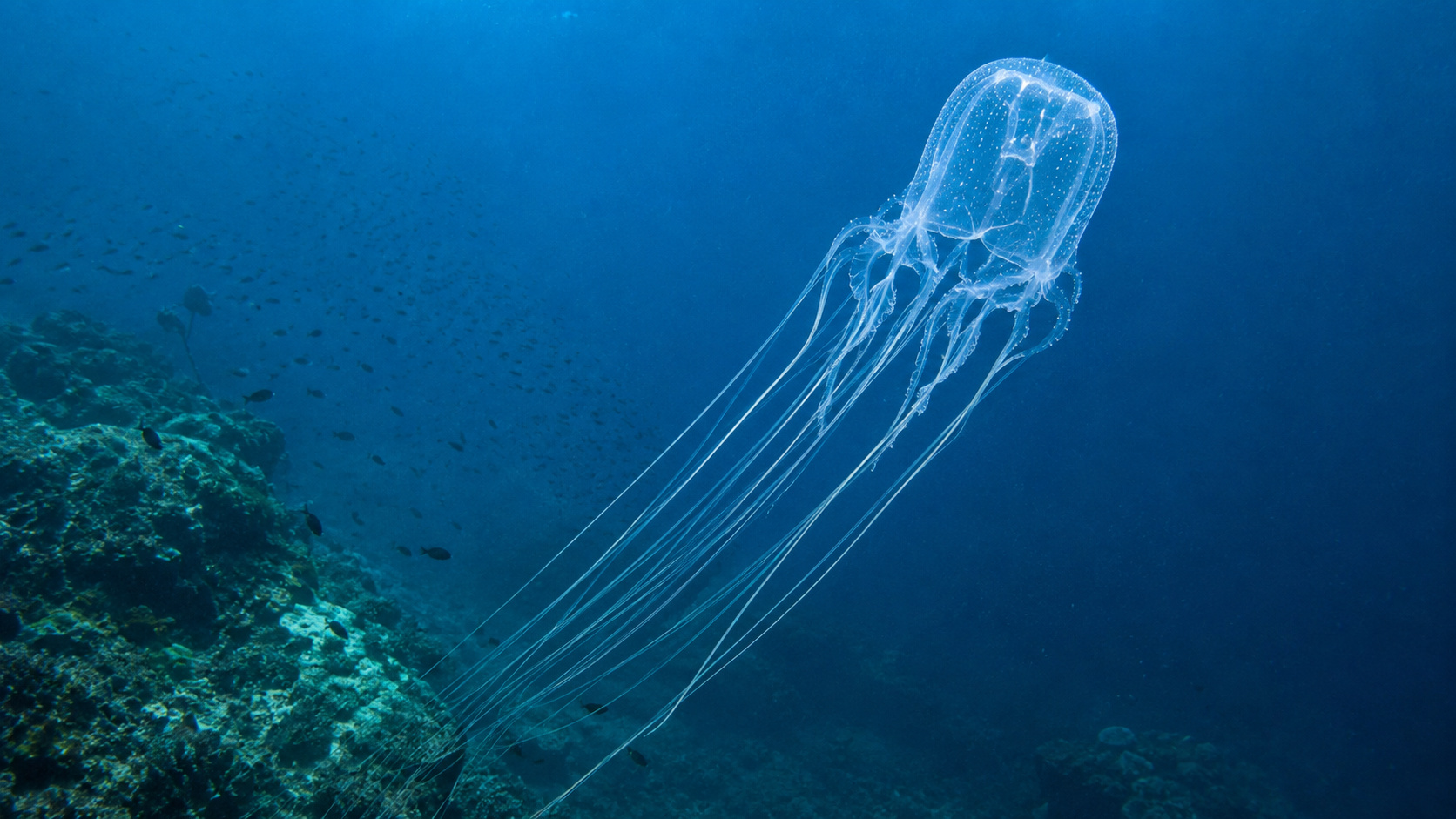 Água-viva-caixa quase invisível possui milhares de “agulhas” microscópicas e injeta peçonha de ação rápida