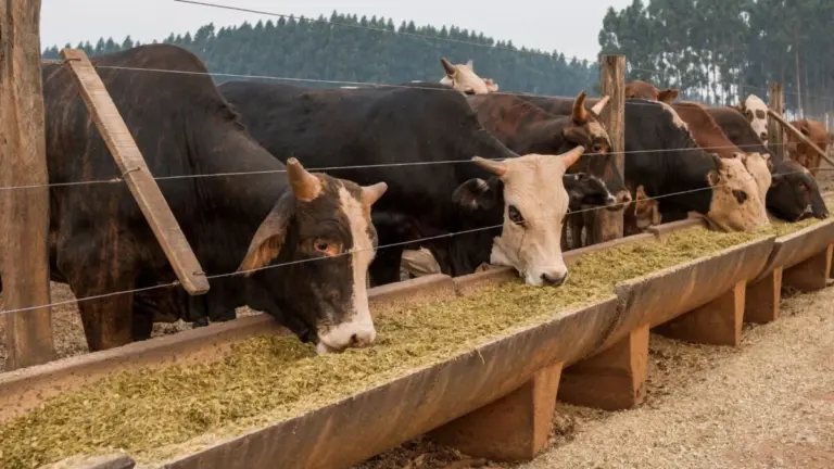 Exportações de carne bovina do Paraguai caem 40% no primeiro semestre de 2026