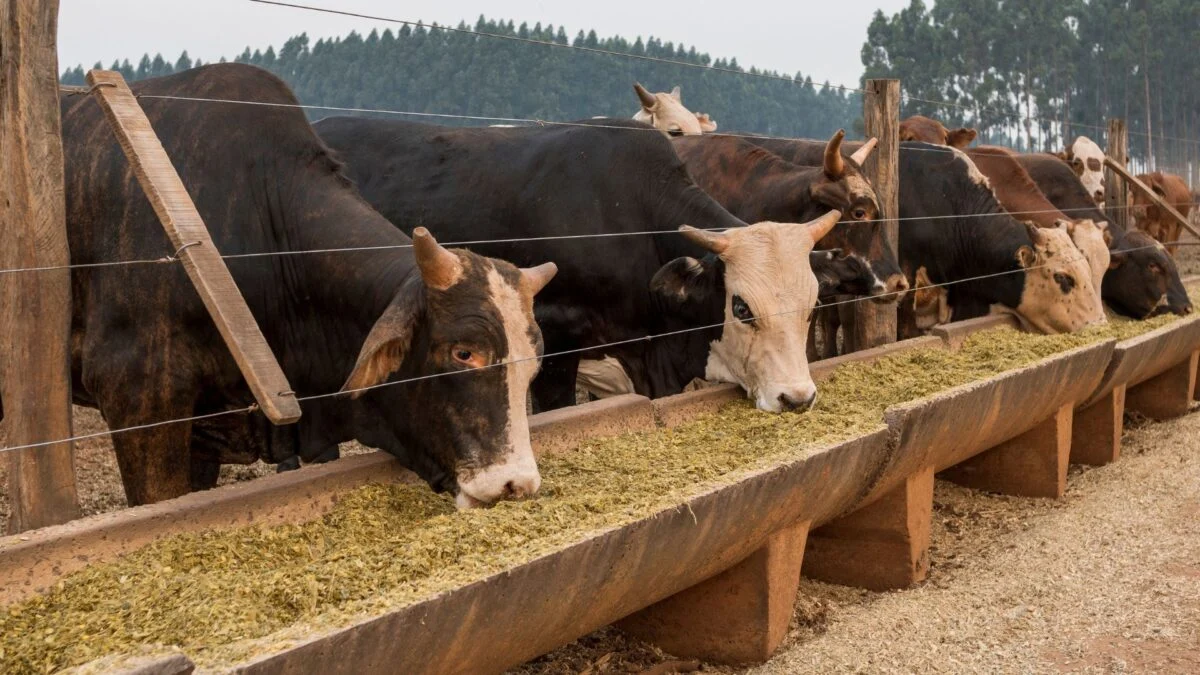 Exportações de carne bovina do Paraguai caem 40% no primeiro semestre de 2026
