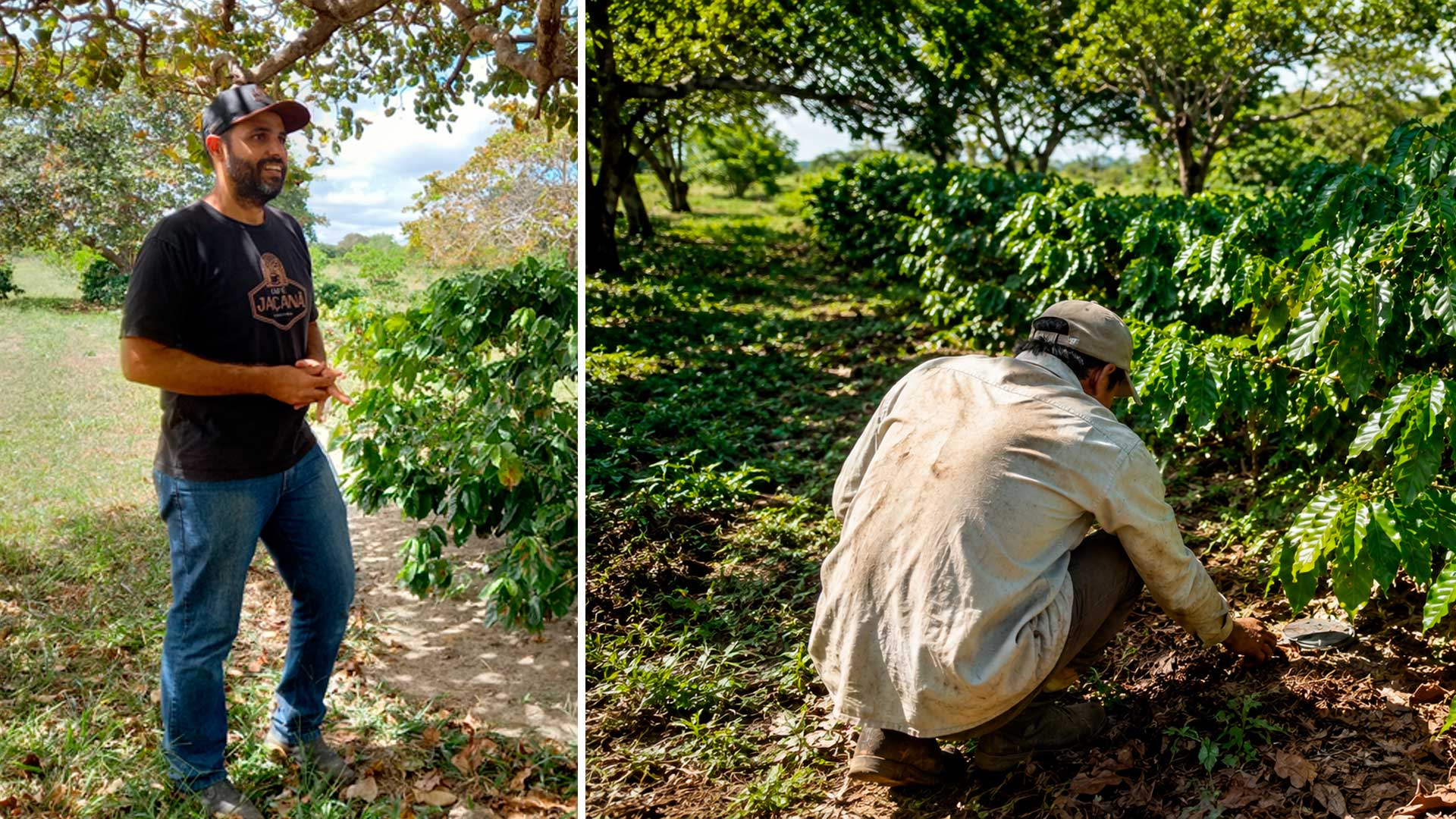 Diogo Castro recupera cafezal ancestral em Jaçanã e colhe 40 sacas de café especial após ampliar plantio