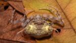 Aranha descoberta no Equador imita fungo parasita para se camuflar e capturar presas