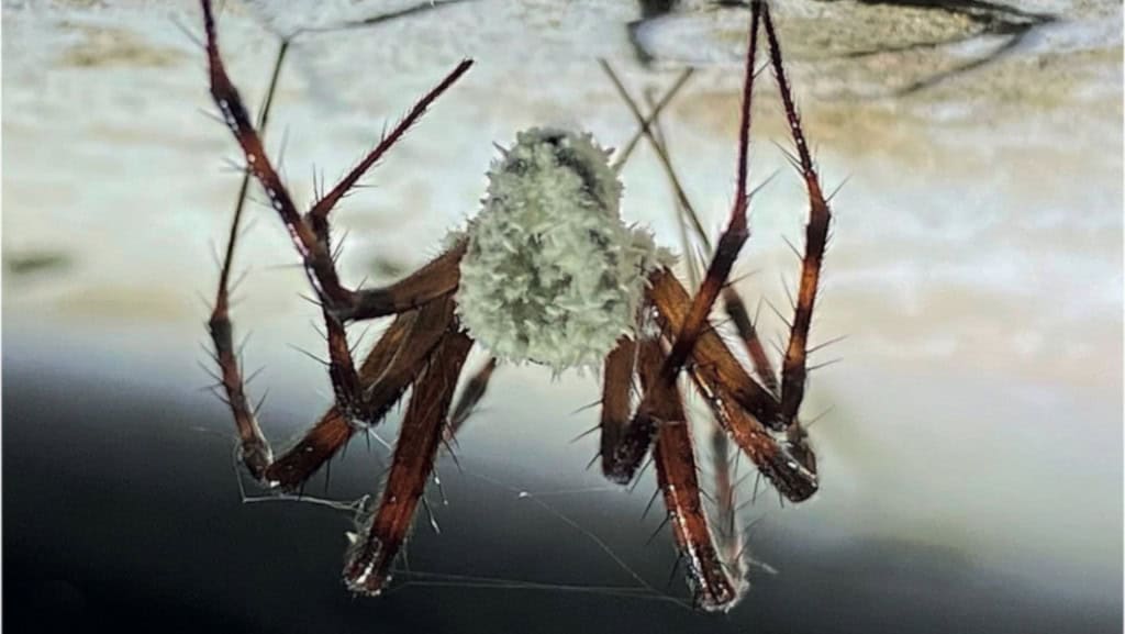 Aranha descoberta no Equador imita fungo parasita para se camuflar e capturar presas