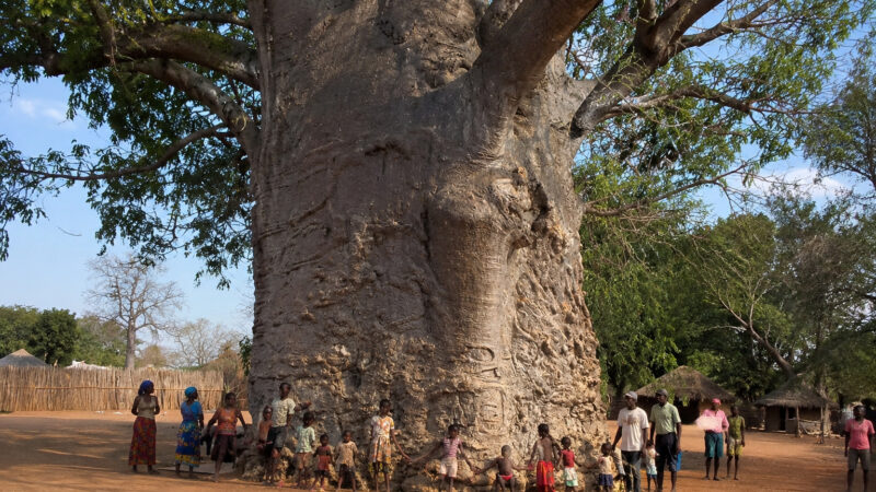 Baobá de cerca de 2.000 anos na África do Sul armazena até 4.500 litros e “ruge” ao vento