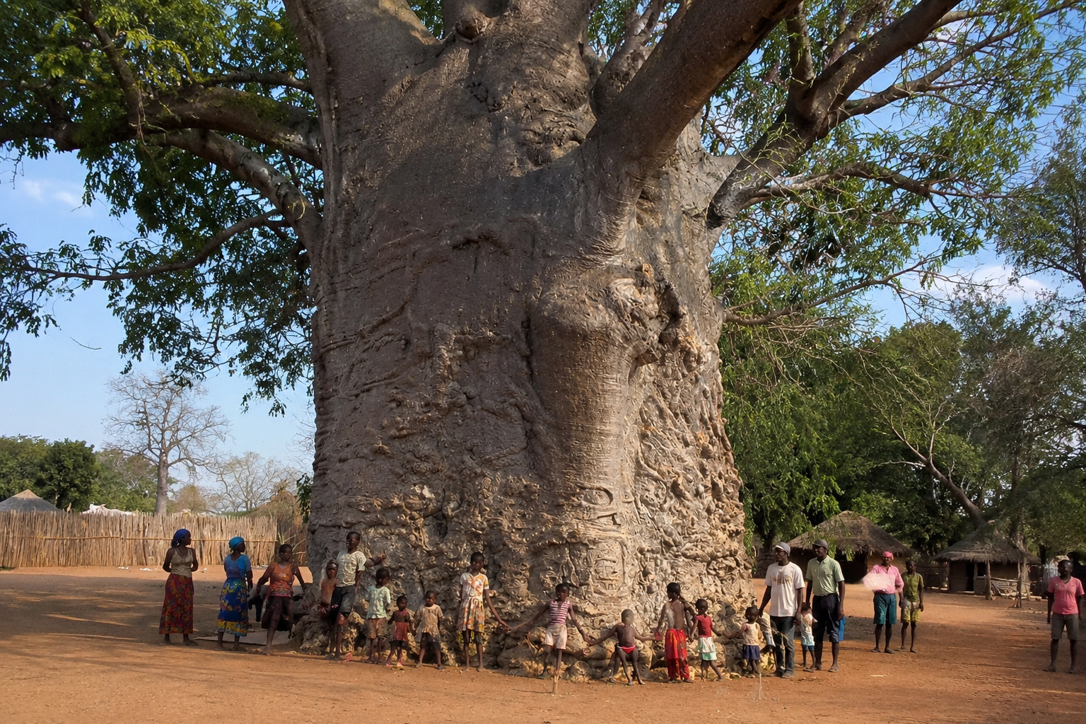 Baobá de cerca de 2.000 anos na África do Sul armazena até 4.500 litros e “ruge” ao vento