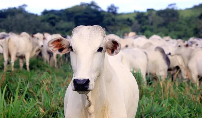 Pecuária reage a exigência da União Europeia sobre antimicrobianos e eleva tensão comercial