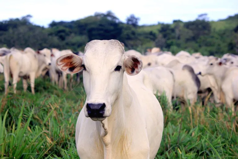 Pecuária reage a exigência da União Europeia sobre antimicrobianos e eleva tensão comercial